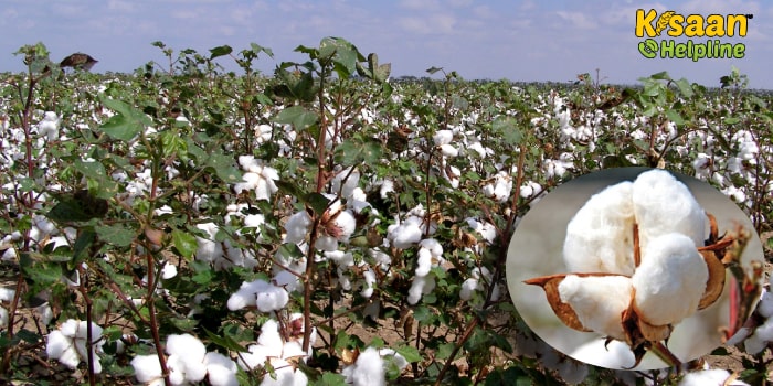 कपास की खेती में अगस्त माह में किये जाने वाले महत्वपूर्ण कृषि कार्य